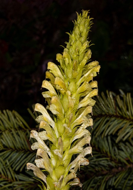 Pedicularis bracteosa 20-9781.jpg